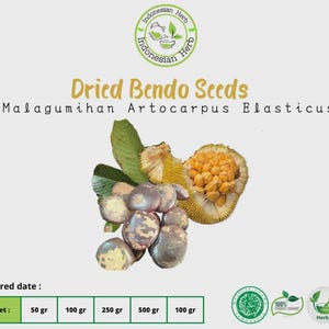 Dried Bendo Seeds Malagumihan Artocarpus Elasticus Premium Fresh Organic Herb Spices
