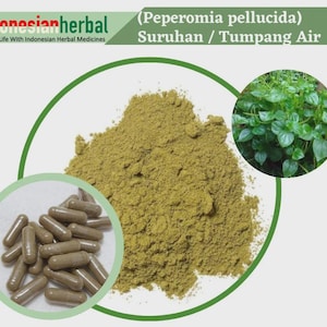 May include: Green powder in a bowl with brown capsules. The plant Peperomia pellucida, also known as Suruhan or Tumpang Air, is pictured in the background.