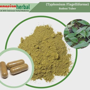 Capsule Of Pure Rodent Tuber (Typhonium Flagelliforme) Organic  Natural Herbs