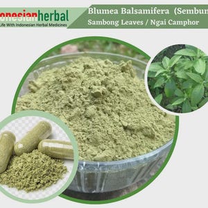 Peut inclure: Poudre verte dans un bol, avec des capsules et une plante aux feuilles vertes. Blumea Balsamifera (Sembung) Sambong Leaves / Ngai Camphor.