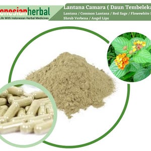 Capsule Of  Lantana Common Lantana Red Sage Flowewhite Sage Shrub Verbena  (Lantana Camara) Organic Fresh Natural Herbs