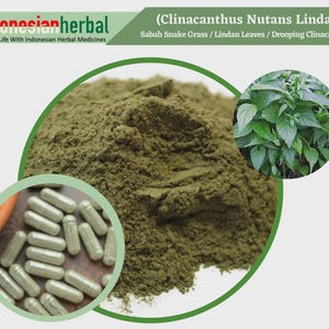 Capsule Of Pure Sabah Snake Grass Lindau Leaves Drooping Clinacanthus (Clinacanthus Nutans Lindau) 600mg Organic WildCrafted Fresh Natural