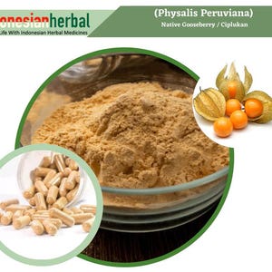 Capsule Of Pure Elephantopus Scaber Roots  Prickly Leaved Elephant s Foot Roots (Elephantopus Scaber) Organic  Natural Herbs