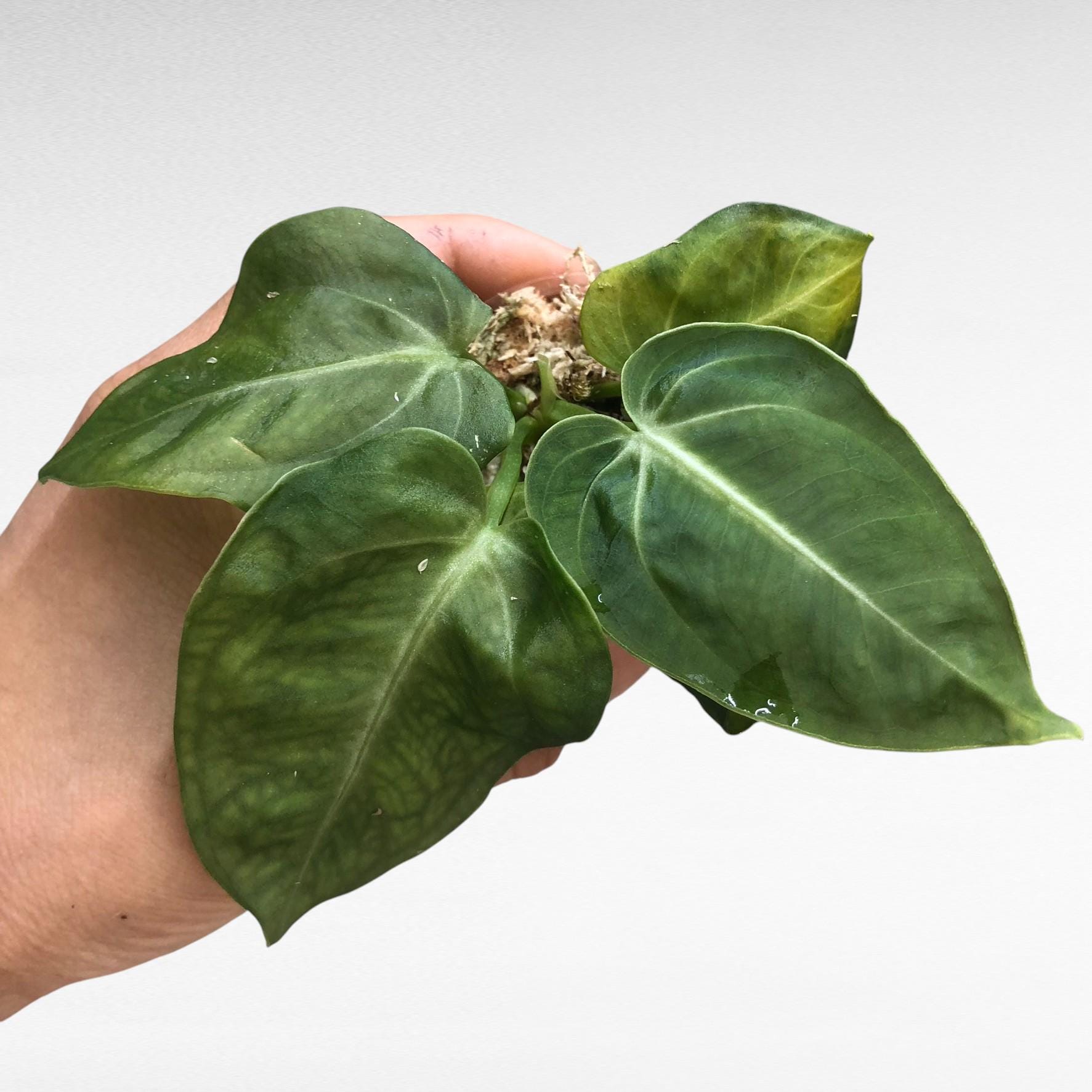 Anthurium Warocqueanum Seeds - Etsy UK