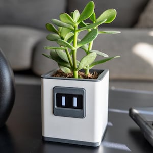 Könnte beinhalten: Ein kleiner, quadratischer weißer Pflanztopf mit grauem Rand und digitaler Anzeige, der eine Jade-Pflanze enthält. Die Anzeige zeigt zwei vertikale weiße Linien. Die Pflanze hat grüne, oval geformte Blätter. Der Topf steht auf einer schwarzen Oberfläche.