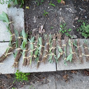 May include: Bundles of dried sage and herbs are arranged on a concrete surface. The sage has green leaves and is tied with twine. The bundles vary in size and are laid out on a gray surface with some greenery in the background.
