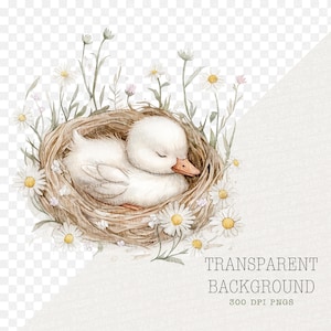 May include: Watercolor illustration of a sleeping white duckling nestled in a woven nest, surrounded by daisies and greenery. The duckling has a closed beak and is resting peacefully. The image has a transparent background.