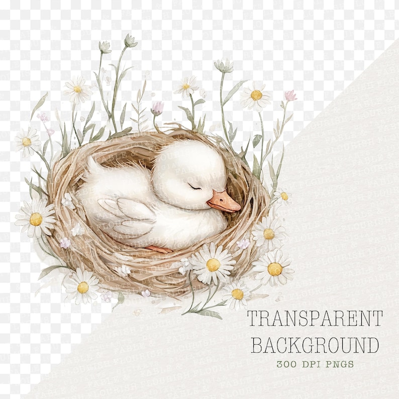 May include: Watercolor illustration of a sleeping white duckling nestled in a woven nest, surrounded by daisies and greenery. The duckling has a closed beak and is resting peacefully. The image has a transparent background.