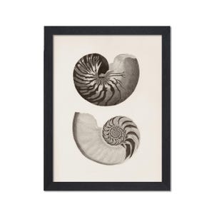 May include: Framed print featuring two detailed illustrations of nautilus shells in black and white. The top shell is whole, while the bottom one is a cross-section, showcasing the spiral interior. The artwork is set against a cream background within a black frame.
