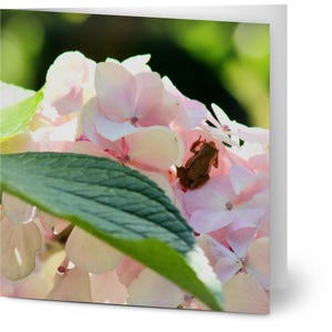 10er Pack Grußkarten - Winziger Frosch auf rosa Blumen