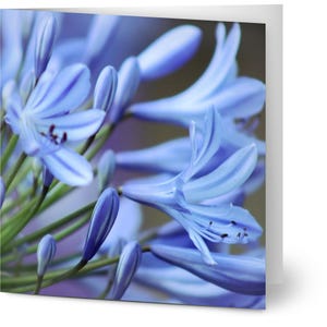 Packung mit 10 Grußkarten - Lily of the Nile