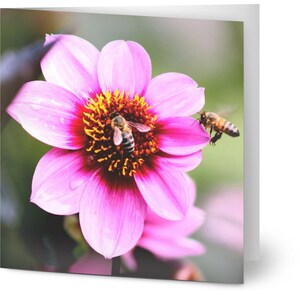 Packung mit 10 Grußkarten - Bienen auf einer rosa Blume