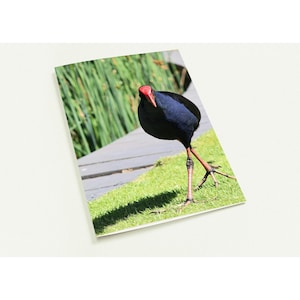 10er Set Grußkarten - Inquisitive Swamphen Design