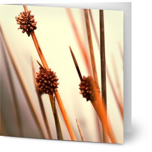 10er Set Grußkarten - Herbstgras