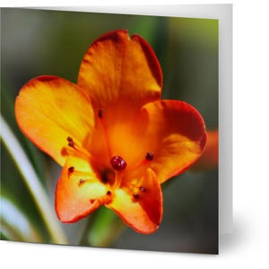 10er Pack Grußkarten - Orange Rhododendron Design