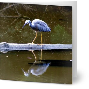 Confezione da 10 biglietti di auguri - Design Heron Reflection
