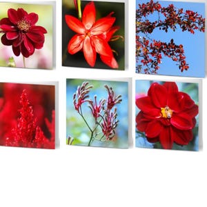 Pack of 10 Assorted Greeting Cards - Whispers in Scarlet - florals, flowers, red, thank you, congratulations, happy birthday, good luck