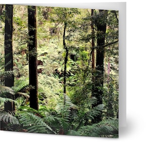 10er-Pack Grußkarten - Australischer Regenwald