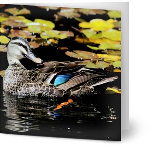 10er Pack Grußkarten - Ente