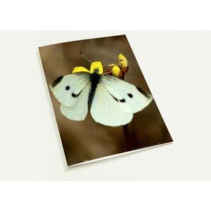 Pack of 10 Greeting Cards- White Butterfly Design