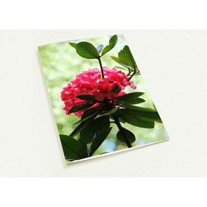 10er Pack Grußkarten - Pink Rhododendron Design