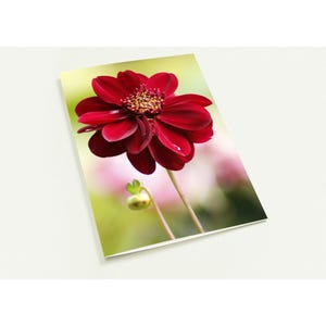 10er-Pack Grußkarten - Red Dhalia Design