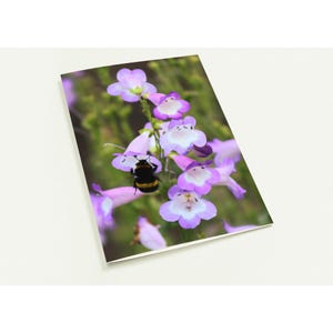 10er-Pack Grußkarten - Honigbiene auf violetten Blumen