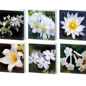 Pack of 10 Assorted Greeting Cards - Moments of Stillness - florals, flowers, white, thank you, congratulations, happy birthday, good luck