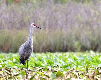 Sandhill Crane Print | Canvas Print | Sandhill Crane| Florida Photography | Nature Photography | Coastal Decor | Wall Decor.