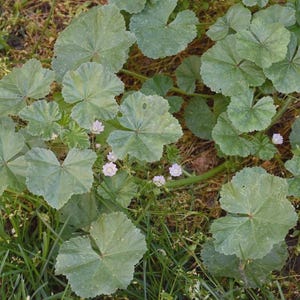 May include: A close-up view of a plant with large, round, light green leaves and small, delicate white flowers. The leaves have a distinctive, lobed shape, and the plant is surrounded by grass and other greenery.