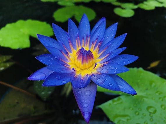 20pcs Lotus Mix Flower Seed Hand Picked Aquatic Plants Water Lotus