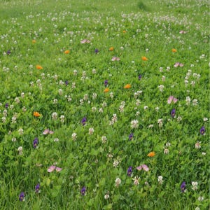 May include: A vibrant field of green grass and clover dotted with wildflowers. Orange, purple, and pink flowers are scattered throughout the field, with a few butterflies visible. The scene evokes a sense of natural beauty and tranquility.