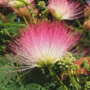 May include: Close-up of a pink and white powderpuff flower in full bloom. The flower has a fluffy, spherical shape with numerous delicate, thread-like stamens. Green leaves and buds surround the flower, creating a natural, vibrant scene.
