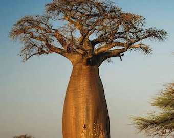 African Baobab Tree Seeds (Adansonia digitata) – Rare Caudex Bonsai Plant