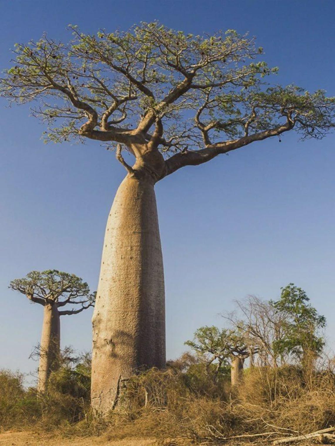 African Baobab Tree Seeds (adansonia Digitata) – Rare Caudex Bonsai ...