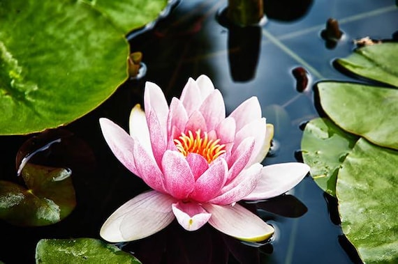 Lotus Petal 水蓮の花びら 4枚セット(日2、英2) 20pcs Lotus Mix Flower Seed Hand Picked Aquatic Plants Water Lotus