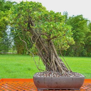 fuji cherry bonsai Fuji Cherry 3 gal size -Prunus incisa 'Kojo no-mai' – Bella Bonsai Nursery