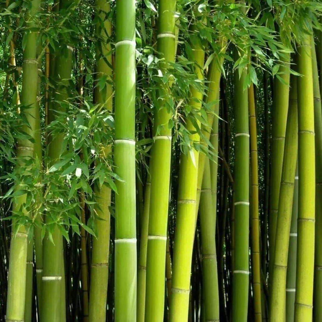 Fast Growing Green Bamboo Seeds – Bambusa Genus (100-500 Seeds) - Etsy
