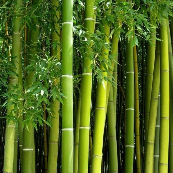 Fast Growing Green Bamboo Seeds – Bambusa Genus (100-500 Seeds) - Etsy