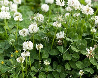 White Clover Seeds – Lawn, Nitrogen Fixing, Fast Grow (10,000–15,000 Seeds)