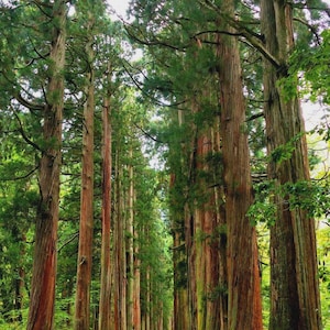 May include: A path through a forest of tall, straight trees with reddish-brown trunks and green foliage. The trees line the path on both sides, creating a tunnel-like effect. The path is made of gravel, and a few people are walking in the distance.