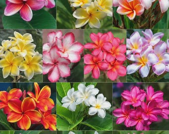 Tahitian Sunset Plumeria (rooted Plant) - Etsy