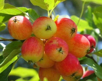 20 -100+ European French Crab Apple Seeds (Malus sylvestris) Bonsai/Graft/Landscape