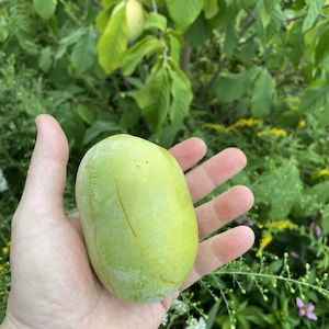 Organic Cold Stratified Pawpaw Seeds (Asimina triloba) – Northern Grown, Grow Your Own Pawpaw Fruit