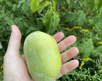 Organic Cold Stratified Pawpaw Seeds (Asimina triloba) – Northern Grown, Grow Your Own Pawpaw Fruit