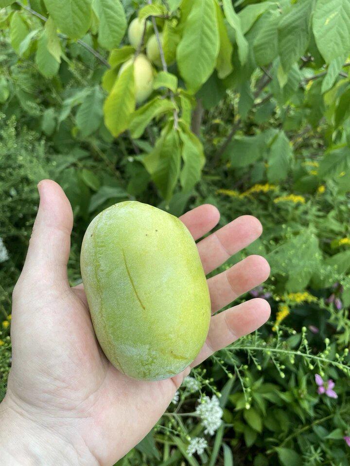 Allegheny Pawpaw Tree Seeds (Asimina triloba 'Allegheny') - Evergreen Allegheny Pawpaw Tree Seeds (Asimina triloba 'Allegheny') - Evergreen