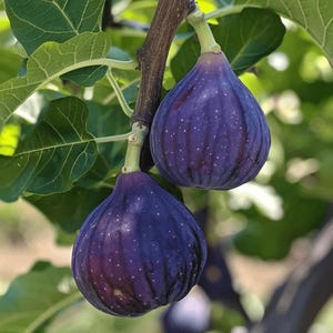 May include: Two ripe figs hang from a branch, showcasing a deep purple hue with tiny white speckles. The figs are pear-shaped, with green stems and are surrounded by green leaves. The image captures a close-up view of the fruit.