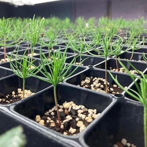 250 Japanese Black Pine Tree Seeds – Pinus Thunbergii, Bonsai Starter