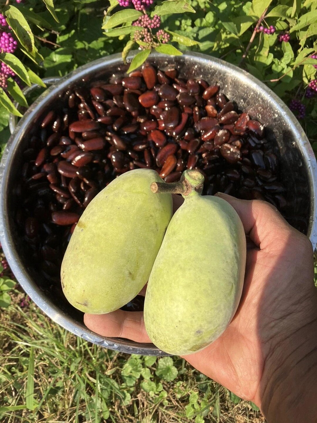 Asimina Triloba Susquehanna 'levfiv' (peterson Pawpaw Asimina Triloba Susquehanna 'levfiv' (peterson Pawpaw