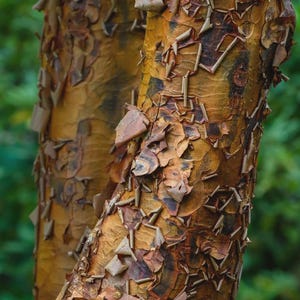 May include: Close-up of tree bark with a peeling, textured surface. The bark is a mix of warm brown, orange, and tan colors, with darker patches. The background is a blurred green, suggesting a natural outdoor setting.